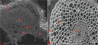 Exogenous selenium promotes the growth of salt-stressed tomato seedlings by regulating ionic homeostasis, activation energy allocation and CO2 assimilation